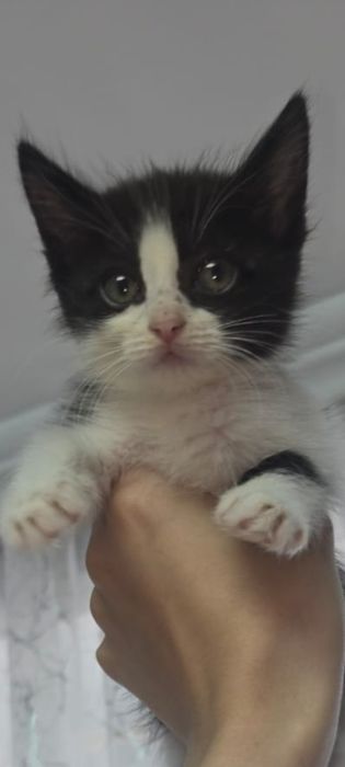 красивые котята девочки
