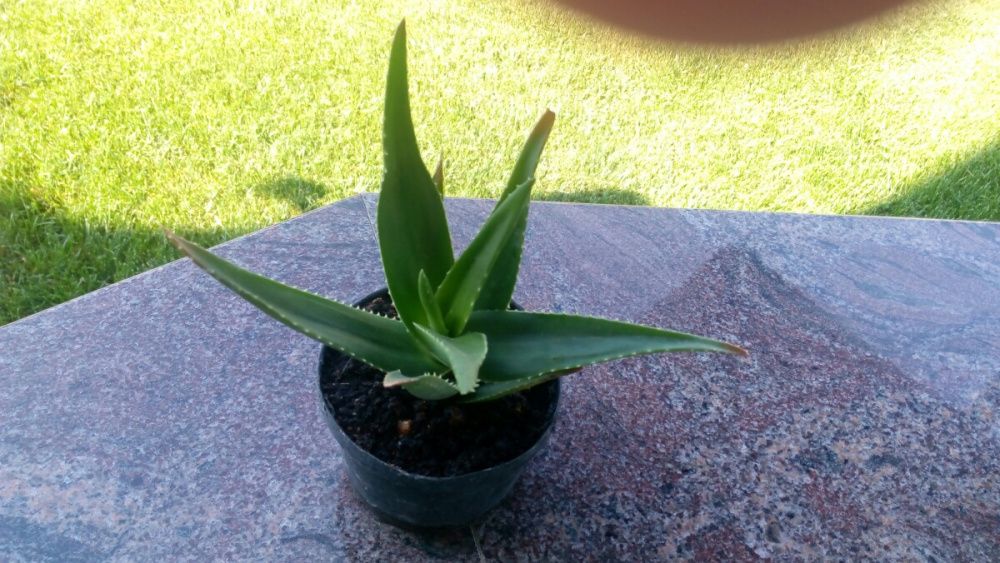 Алое вера в саксия,има и по големи от 7 и 10 лв.