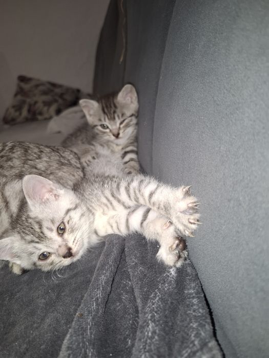 Отдам котят и кошку