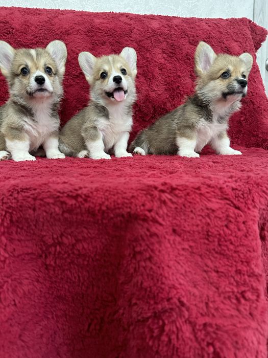 Милые щеночки вельш корги