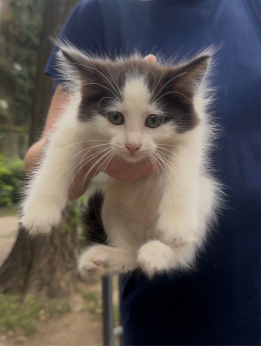 Котенок - мальчик  2 месяца