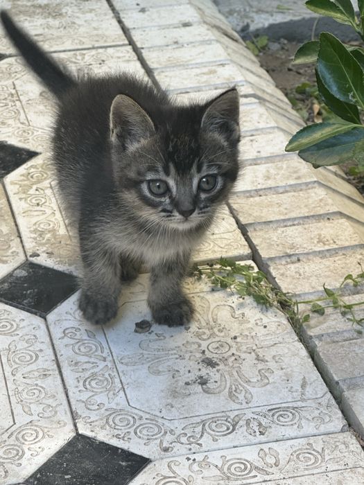 Продам в хорошие руки