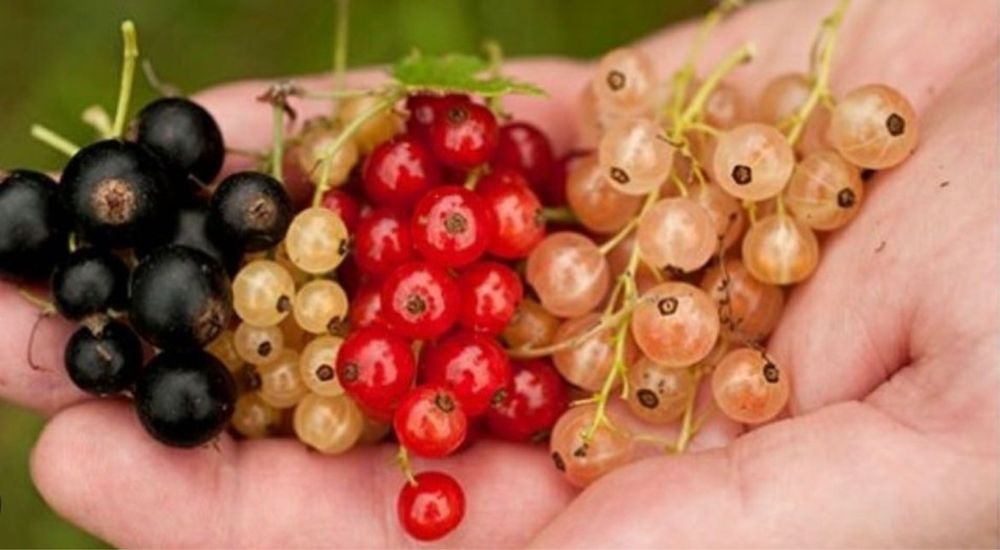 Pomi columnari anul 2/3/4