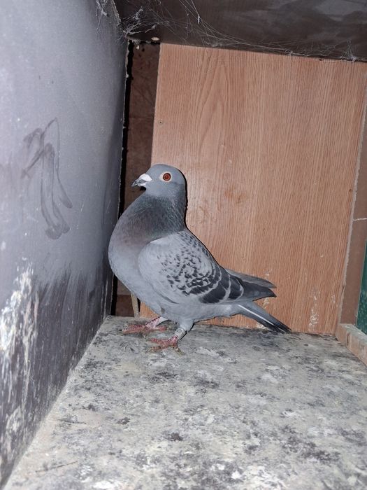 Porumbei cu pedigree