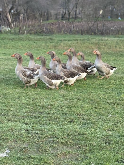 De vânzare gâște