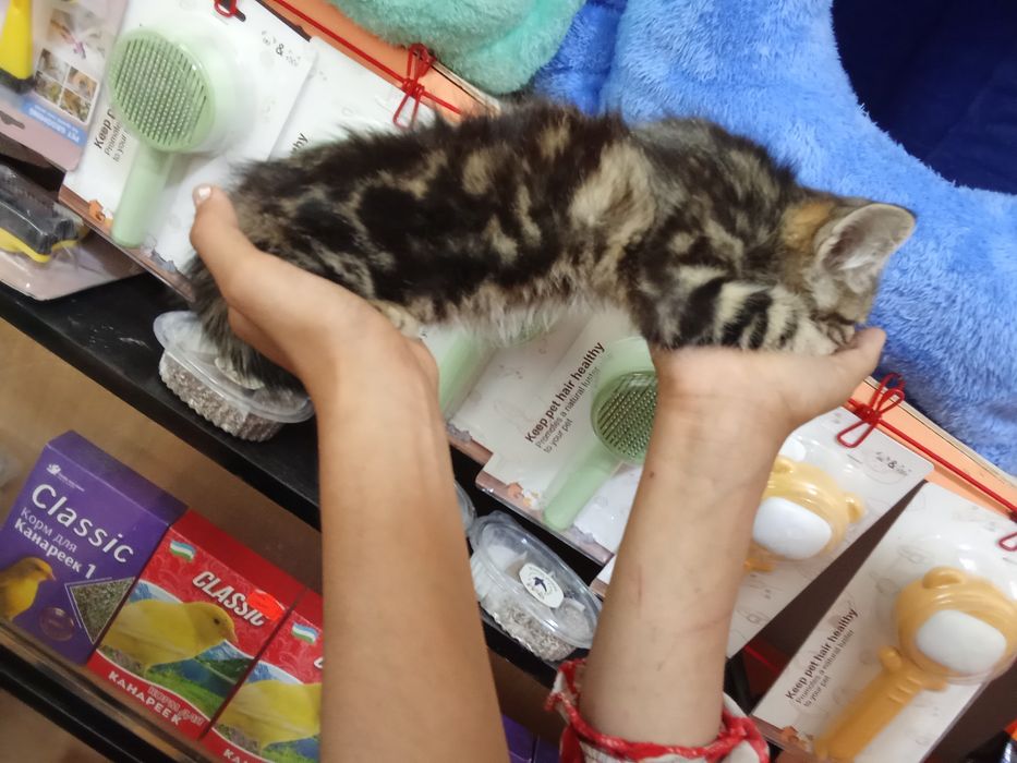 100 mingdan muwukchalar