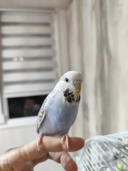 Волнистый попугай с клеткой