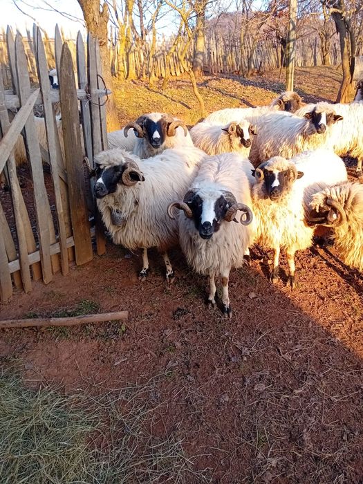 Vînd oi și berbeci