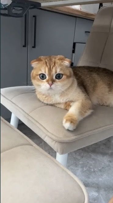 Кот шотландский вислоухий