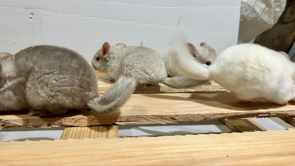 Chinchilla / sinsila, adorabilul animalut de companie. DE VANZARE