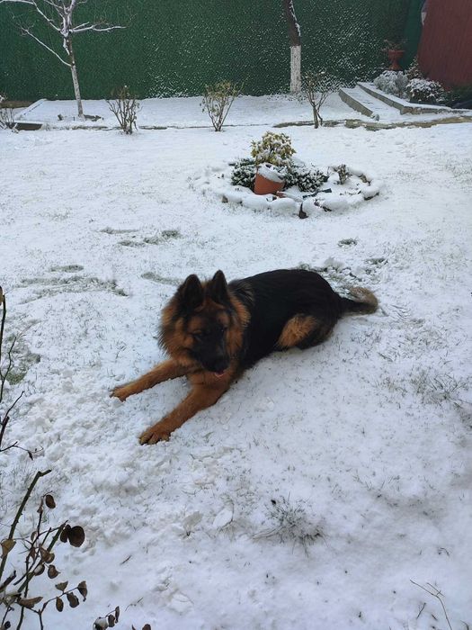 Продавам немска овчарка