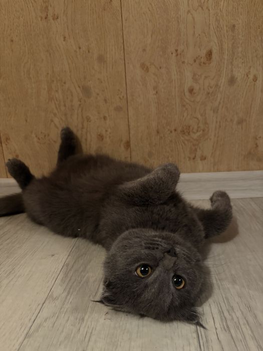 Британец  кот мальчик