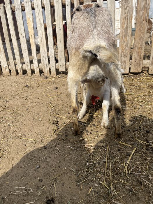 Альпи пародалы сауынды ешкі
