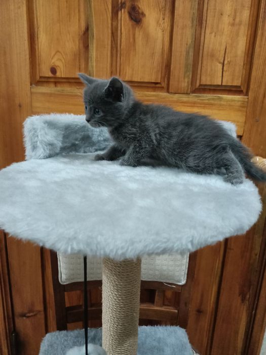 Британские и сиамские котята