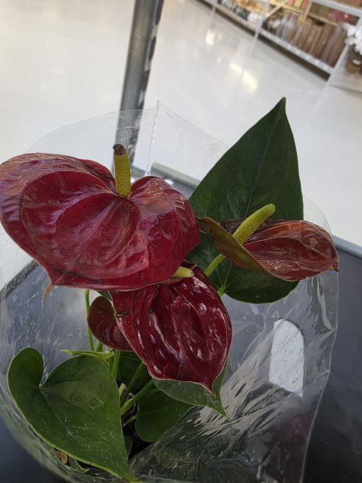 Антуриум !!!  Мужское счастье !