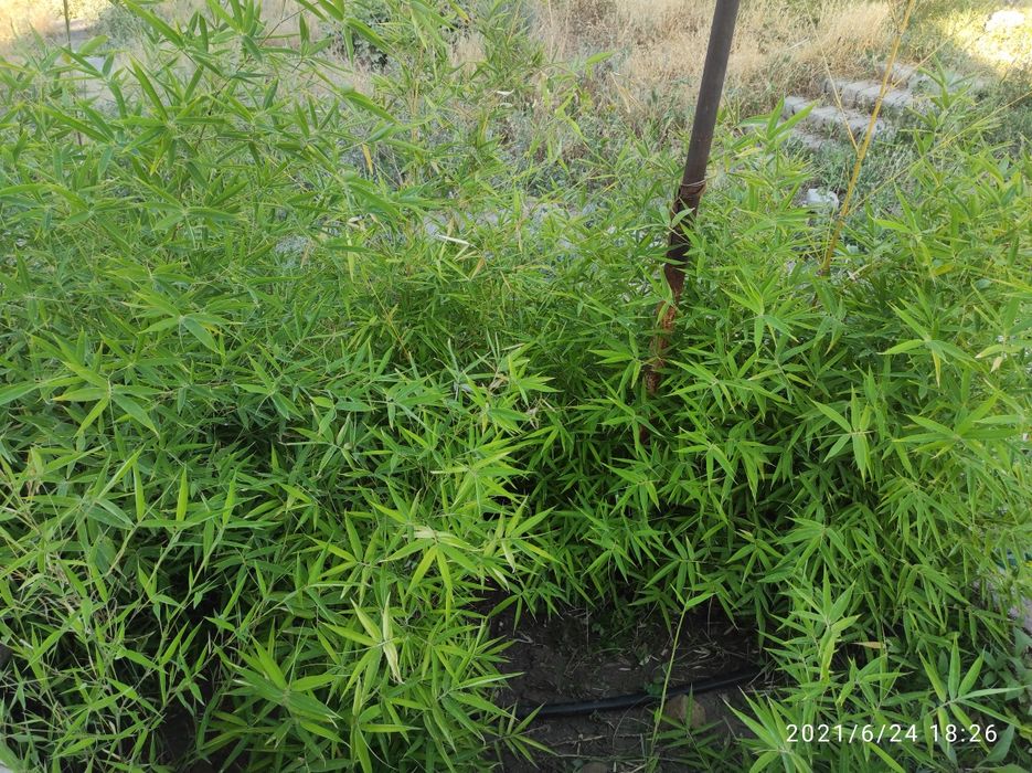 Продам саженцы бамбука