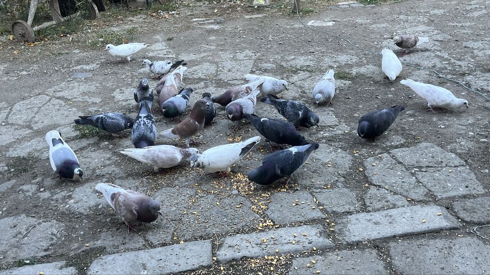 Porumbei voiajori!