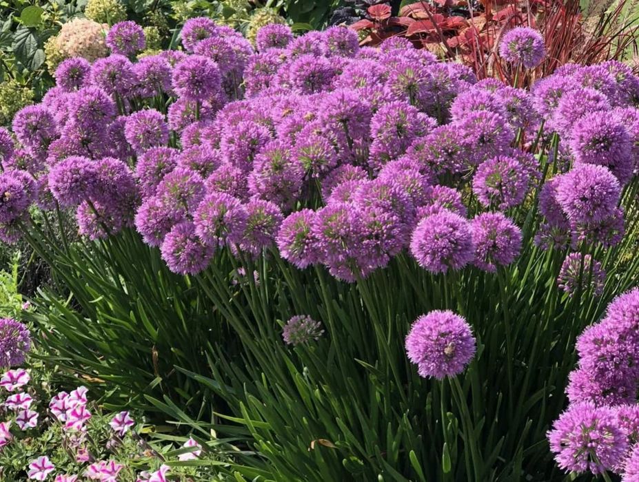 Многолетние цветы для сада