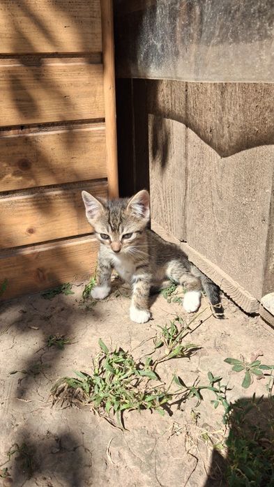 Pui de pisică, motănei de 2 luni și ceva spre adopție GRATIS, Năvodari