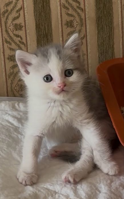 Котята 1,5 месяца