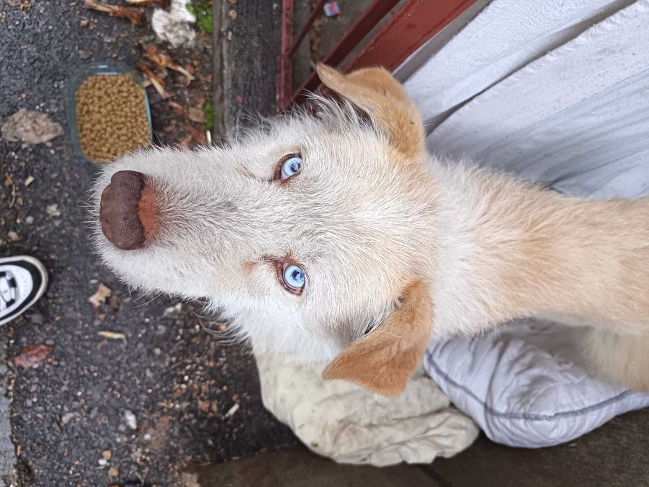 Cautam urgent camin iubitor