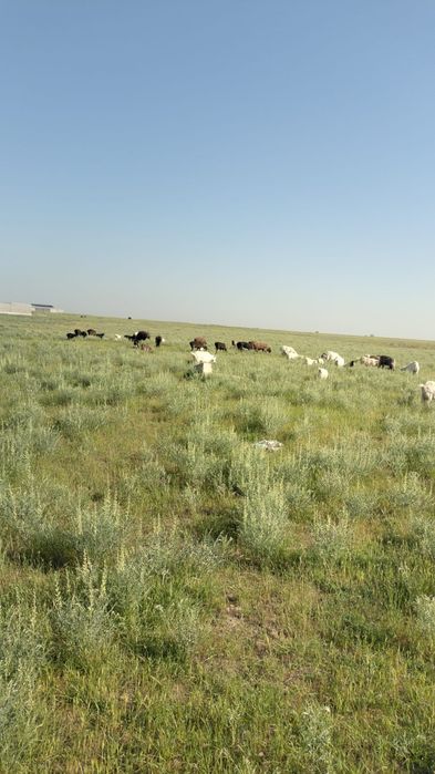 Сауынды ешкі сатылады