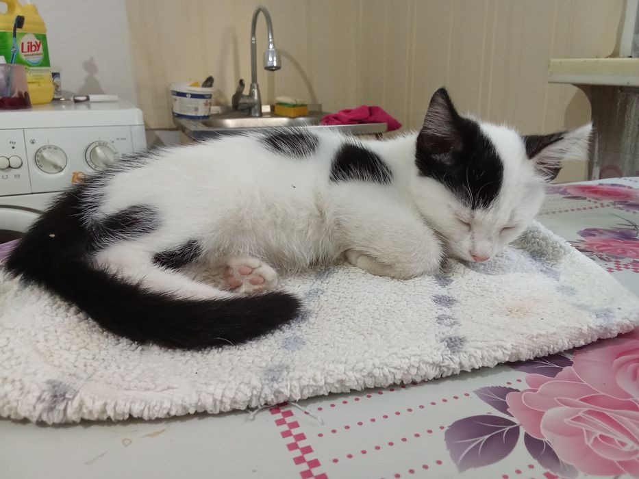 Отдам в хорошие руки