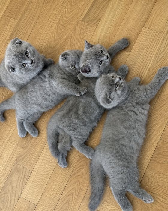 Шотландские котята