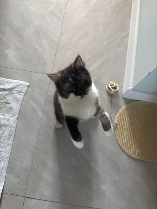 Срочно отдам кошку