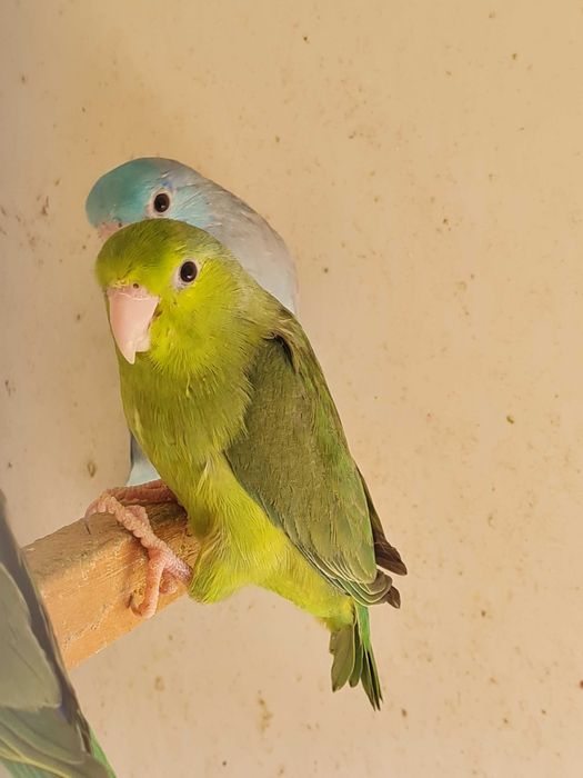 vand papagali forpus