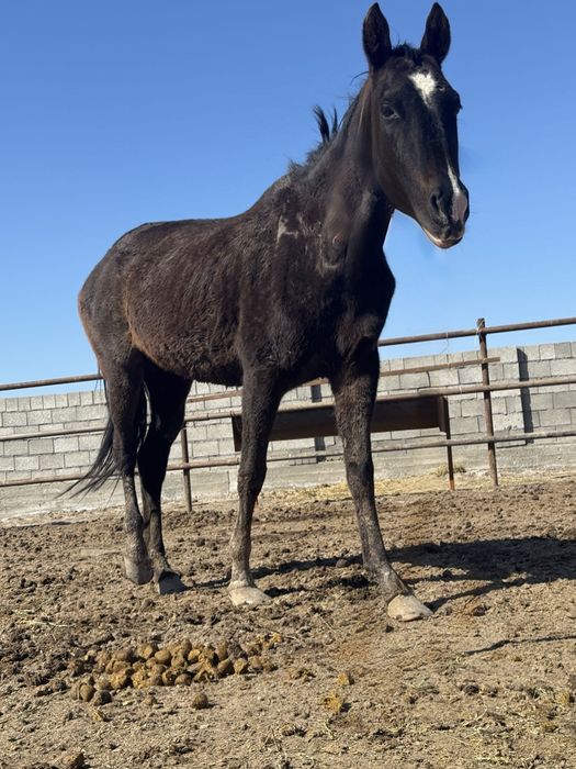 Ағылшын биі құлынымен сатылады