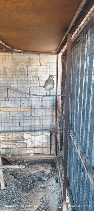 Фазан лимоновый самка