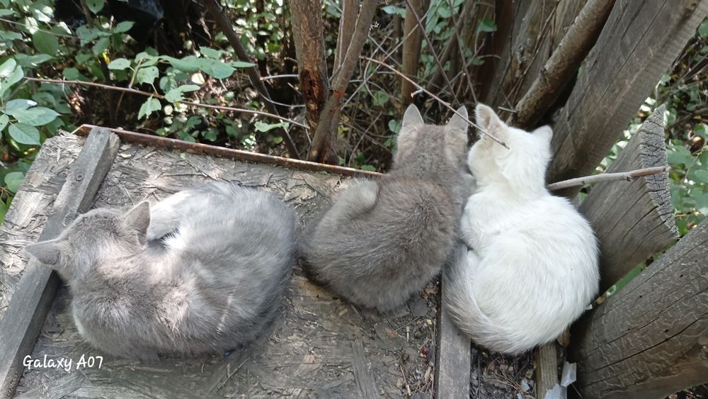 Отдам котят в добрые ручки!