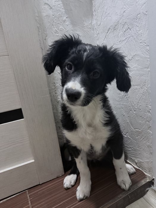 отдам щенка в добрые руки ( дворняжку)