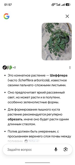 Комнатное растение Шеффлера