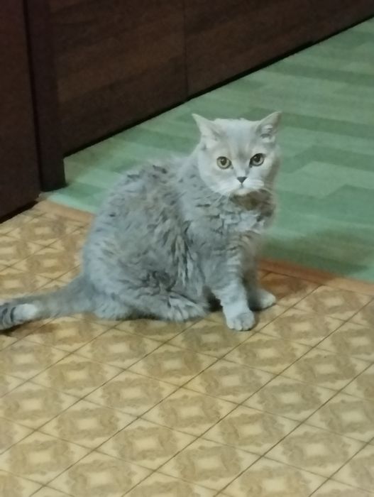 Кот британец отдам только в добрые руки