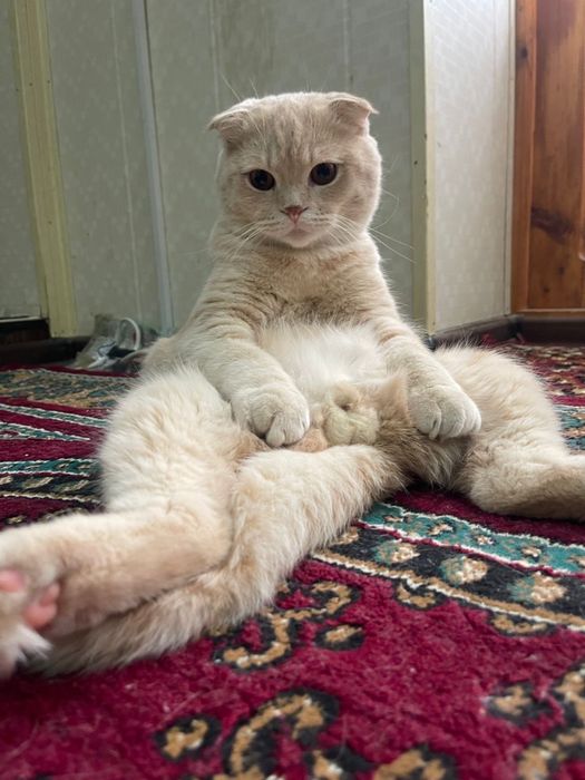 Вияска учун зодли скотиш фолд угил бола кимга кераг булса