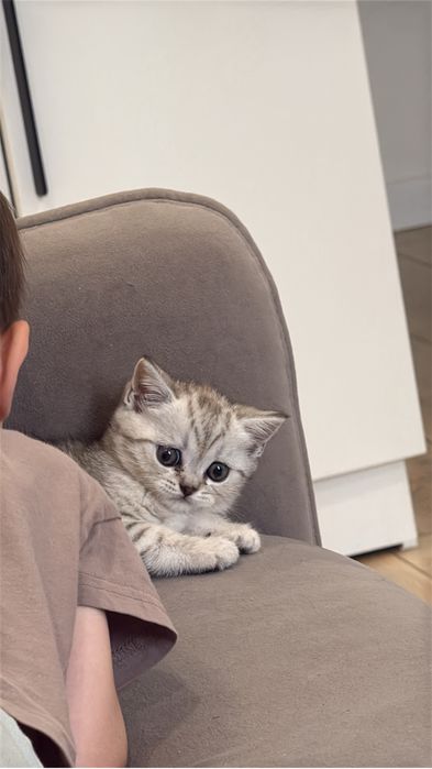 Котенок шотландец