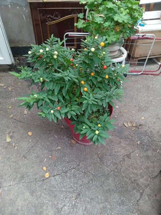 Cireasa de Ierusalim Bartoli (Solanum)