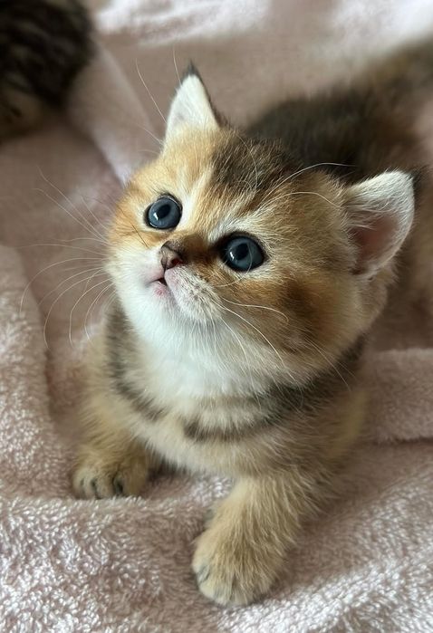 Шиншиллы золото и серебро, мальчики! Британские котята 1.5 мес