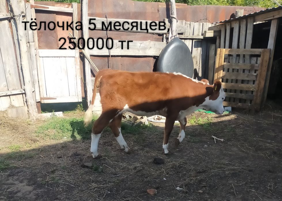 Продам телят. п. Дарьинск