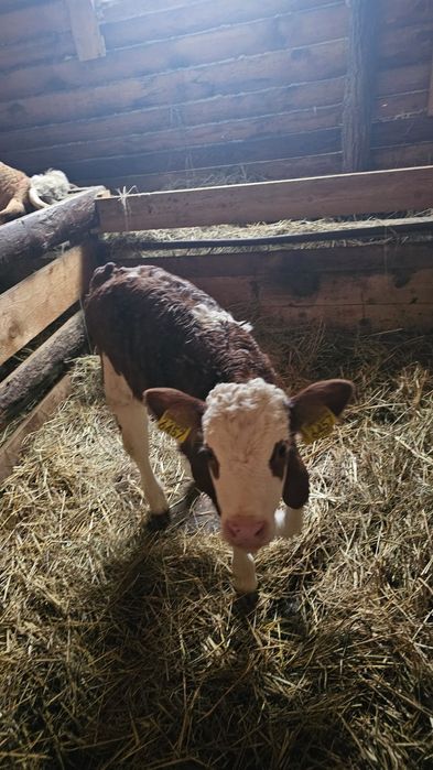 Vând vițea bălțată românească