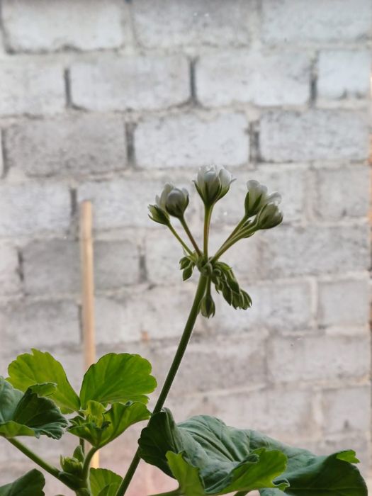 Продам комнатные цветы