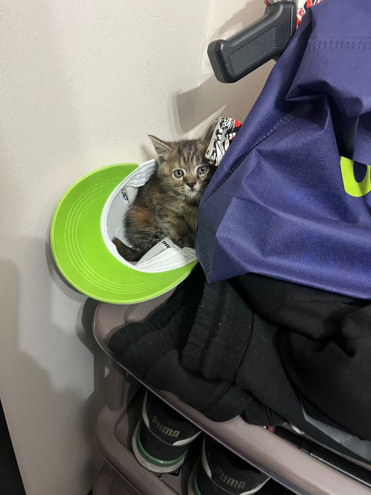 Отдам котенка в хорошие руки