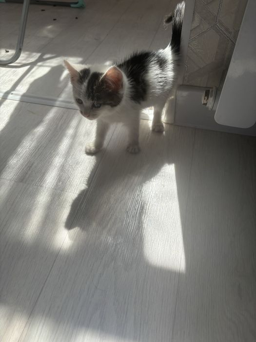 Котенок,мысык тап таза
