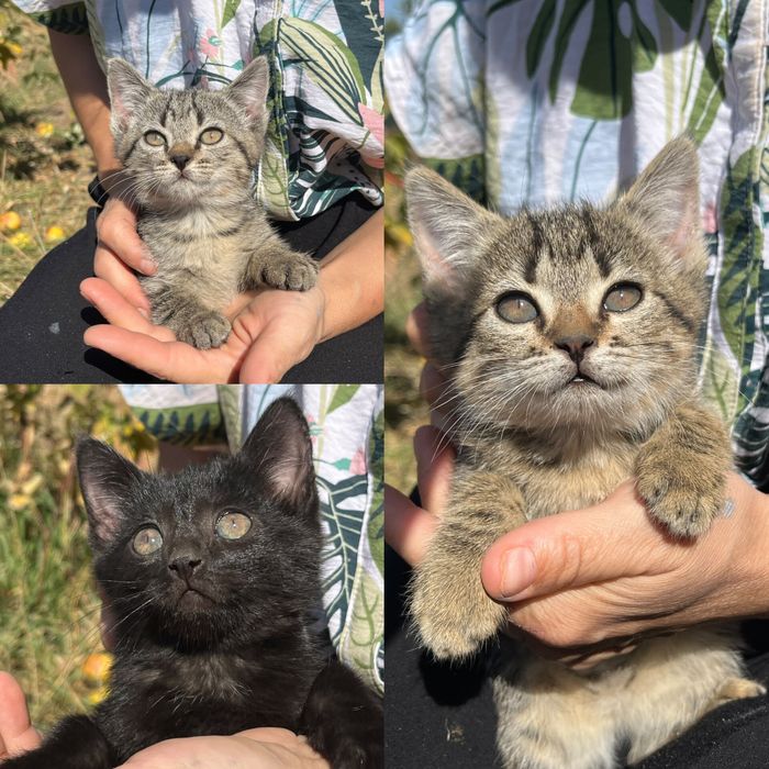 Котята ищут дом.