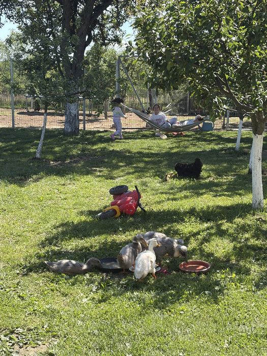 Vand boboci de rata , 3 boboci motati si 2 alergatori