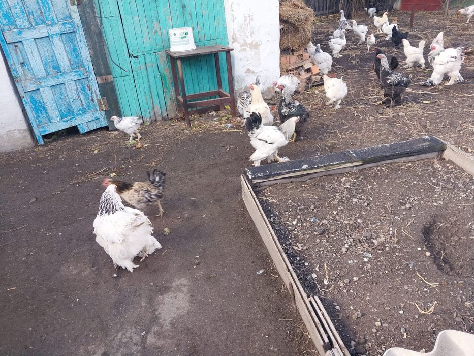 Продается Куры индюк