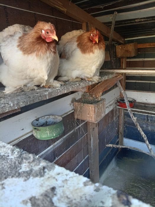 Vând o familiede chochinchin pitic