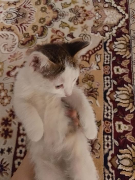 Mushuk bolasi  tekinga